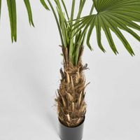 Fan Palm Tree 200cm Green