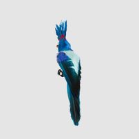 Razzle Crested Bird Blue