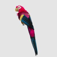 Huffer Parrot Red Crest