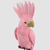 Pink Parrot