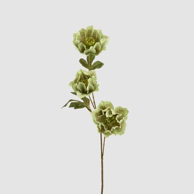 Helleborus Green 67cm