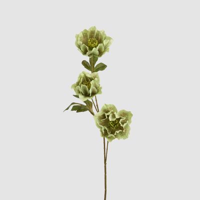 Helleborus Green 67cm
