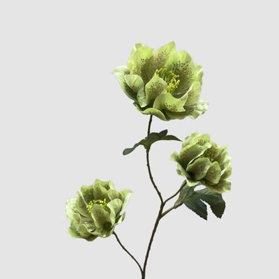 Helleborus Green 67cm