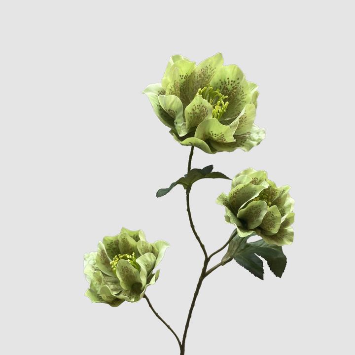 Helleborus Green 67cm