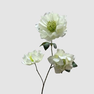 Helleborus White 67cm
