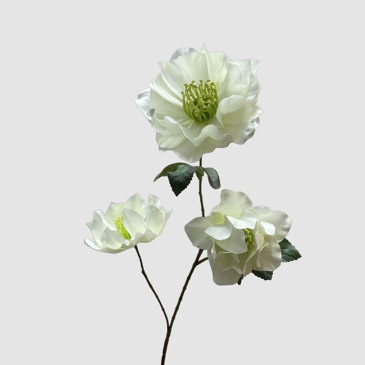 Helleborus White 67cm