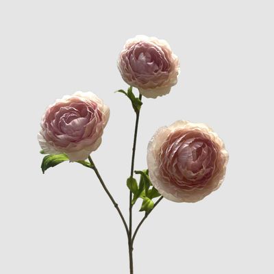 Ranunculus Pink 60cm
