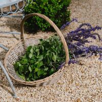 PROVENDER BASKET S/2