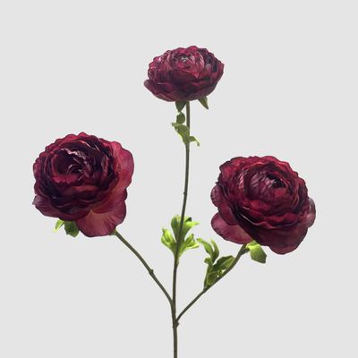 Ranunculus Dark Pink 60cm