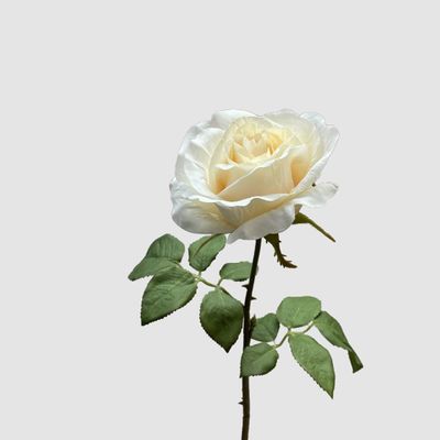 Rose Spray White 53cm