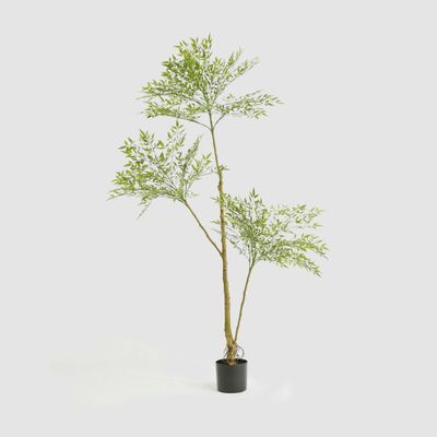 Green Nandina Tree 170cm