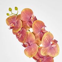 Phalaenopsis Orchid Spray Green Pink