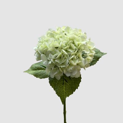 Hydrangea Real Touch White 63cm