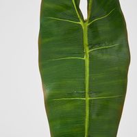 Philodendron Spiritus Sancti Leaf 81cm