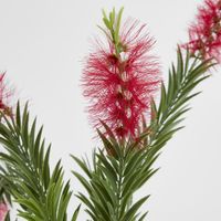 Bottlebrush Spray 100cm