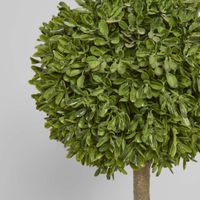 Boxwood Topiary 47cm