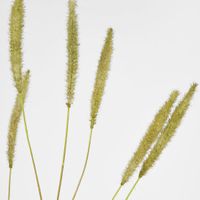 Foxtail grass Spray Green