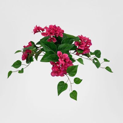 UV Trailing Clematis Bush Fuchsia