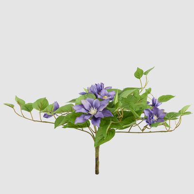 UV Trailing Clematis Bush Purple