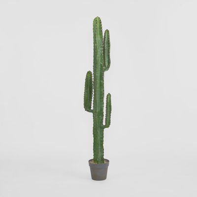 Desert Cactus 1.56m
