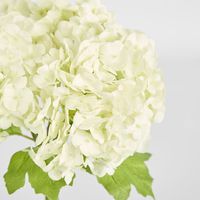 Mini Hydrangea Posy White