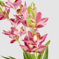 Cymbidium Spray With Leaves Dark Pink
