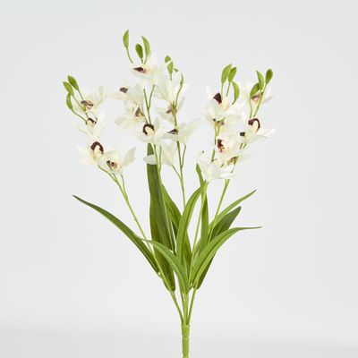 Cymbidium Spray With Leaves White