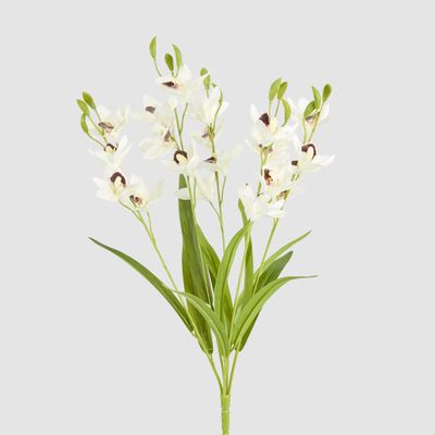 Cymbidium Spray With Leaves White