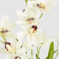 Cymbidium Spray With Leaves White