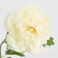 Leafy Peony Flower Stem White