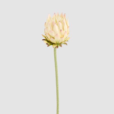 Protea Stem 60cm Light Pink