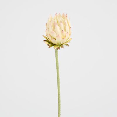 Protea Stem 60cm Light Pink