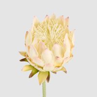 Protea Stem 60cm Light Pink