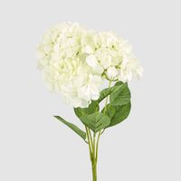 Large Hydrangea Bunch White