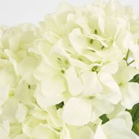 Large Hydrangea Bunch White