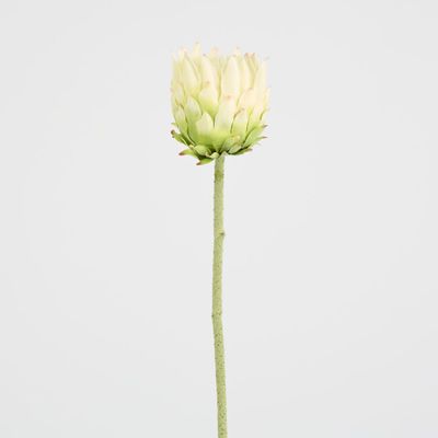 Protea Stem 60cm White