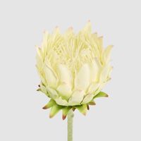 Protea Stem 60cm White