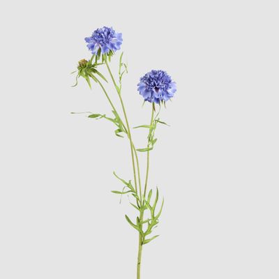 Double Head Cornflower Blue