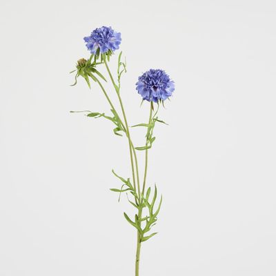 Double Head Cornflower Blue