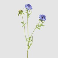Double Head Cornflower Blue