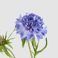 Double Head Cornflower Blue