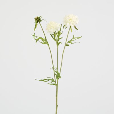 Double Head Cornflower White