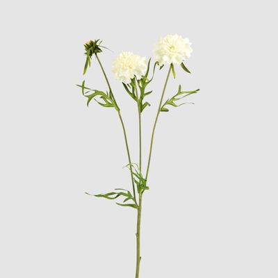 Double Head Cornflower White