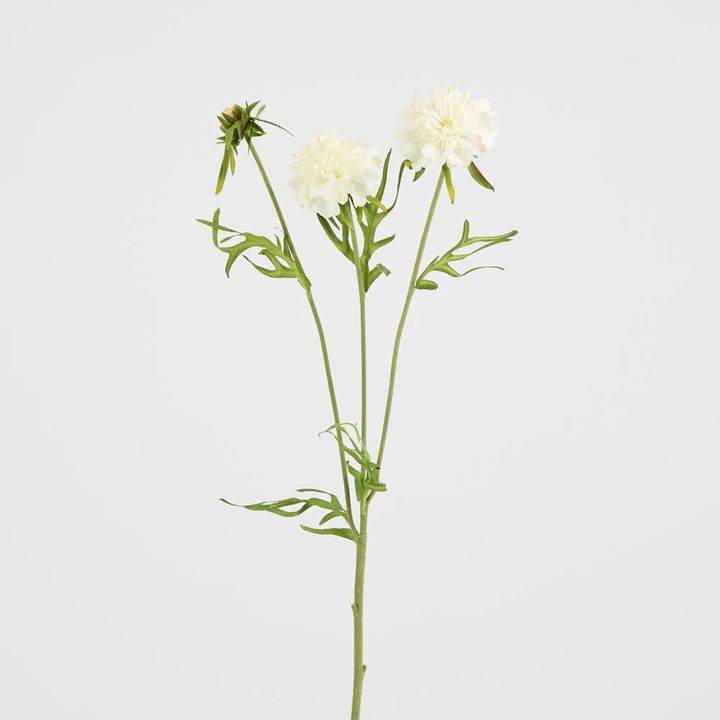 Double Head Cornflower White