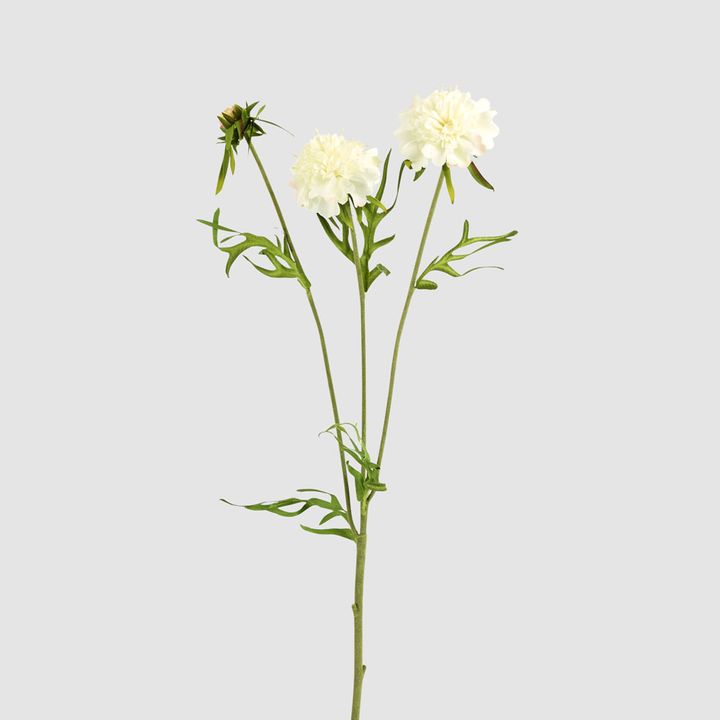 Double Head Cornflower White