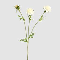 Double Head Cornflower White