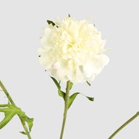 Double Head Cornflower White