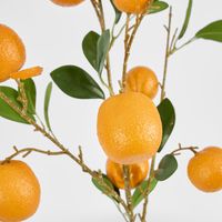 Orange Fruit Stem
