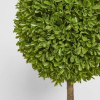 Boxwood Topiary 60cm