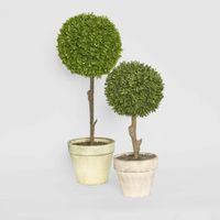 Boxwood Topiary 60cm
